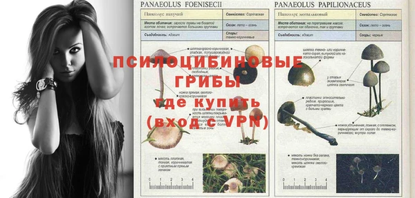 сатива Верея
